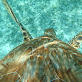Descent of the Belize Turtle