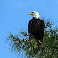 Eagle Eye