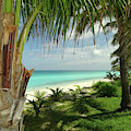 Inviting Bimini Beach Between 2 Palm Trees