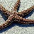 Cayo Costa Dancing Starfish
