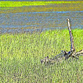 Driftwood At Rest